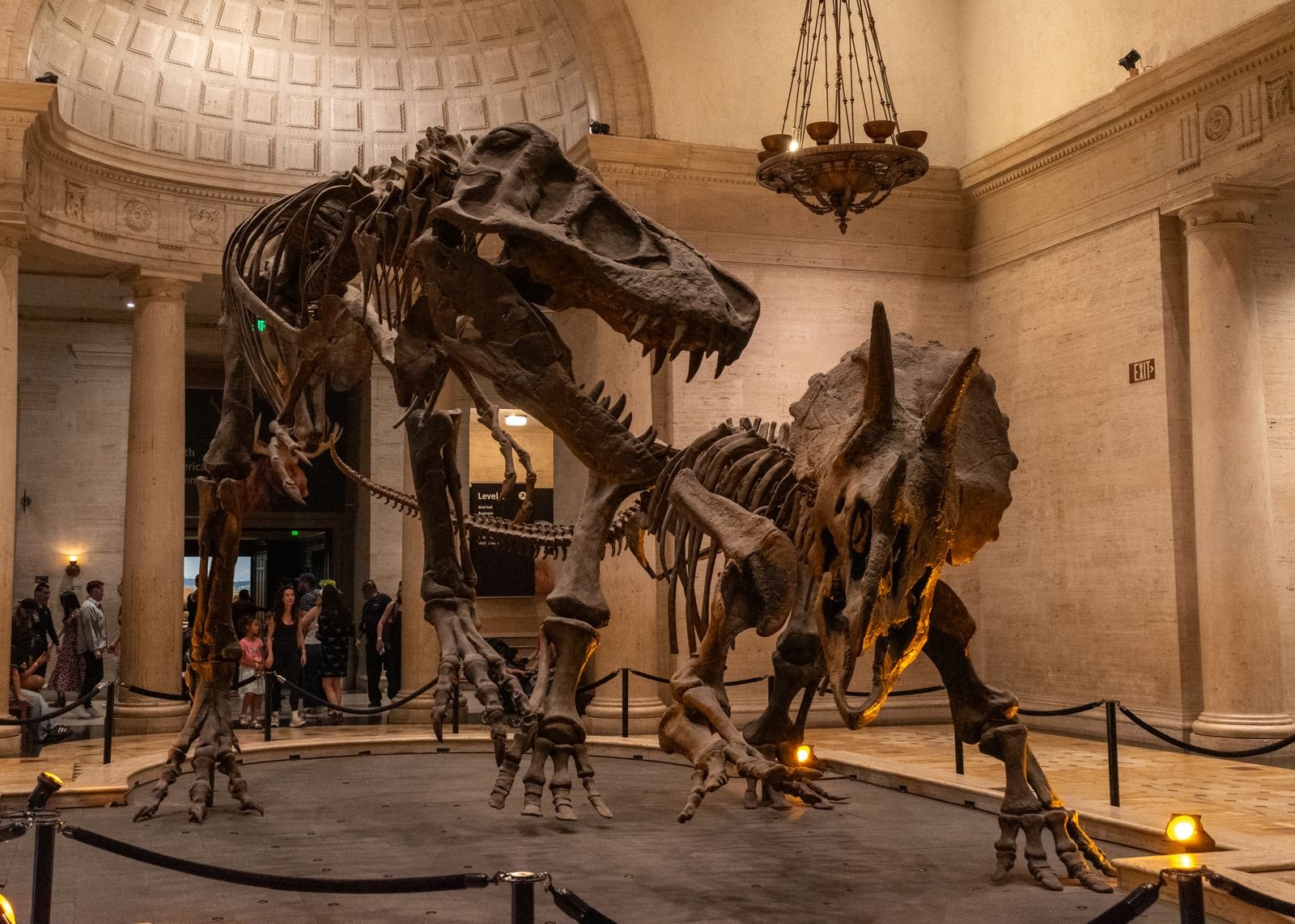 Squelettes montés d'un Tyrannosaurus rex faisant face à un Triceratops au Natural History Museum de Los Angeles