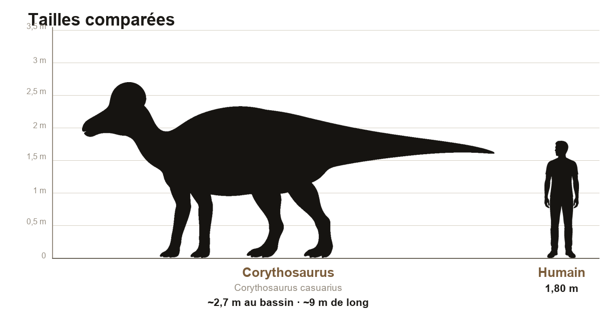 Comparaison de taille entre le Corythosaurus, dinosaure d'environ 2,7 m au bassin et 9 m de long, et un humain de 1,80 m, sur une échelle graduée