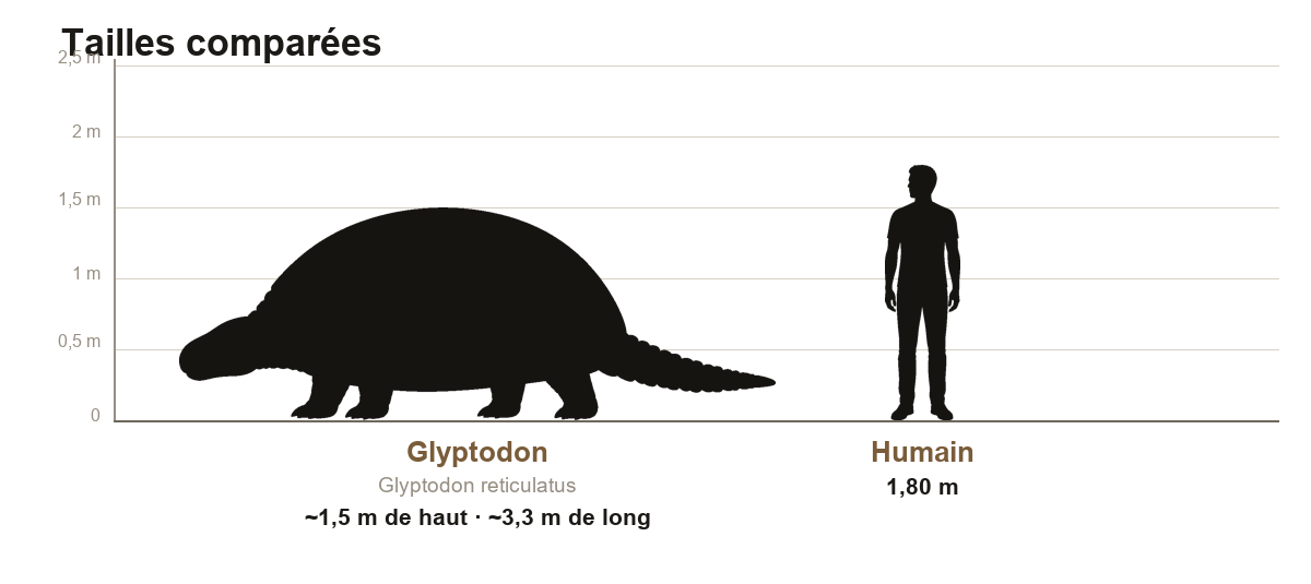 Comparaison de taille entre le Glyptodon, mammifère cuirassé d'environ 1,5 m de haut et 3,3 m de long, et un humain de 1,80 m, sur une échelle graduée