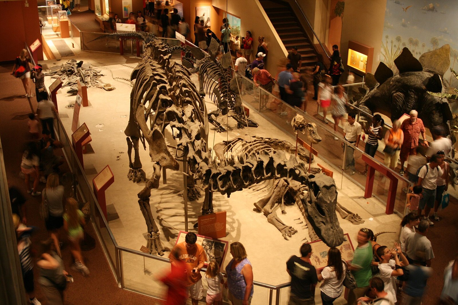 Squelettes de dinosaures sauropodes, dont un Diplodocus, montés dans une salle de musée
