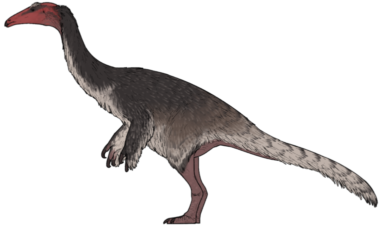 Reconstitution de profil de Kayrasaurus, thérizinosaure bipède au long cou, couvert de plumes filamenteuses sombres, aux grandes griffes recourbées, sur fond blanc