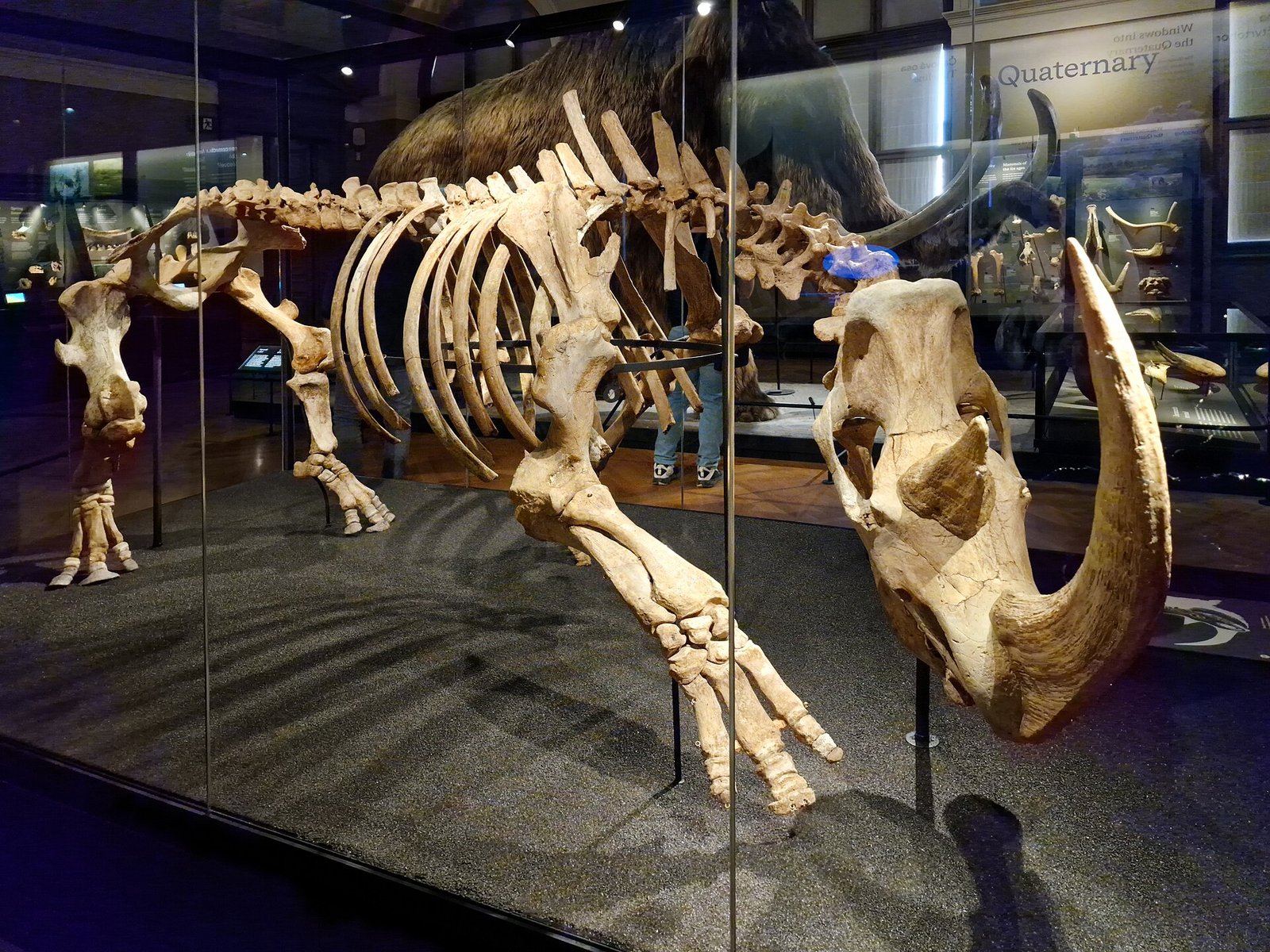 Squelette monté de rhinocéros laineux dans une vitrine de musée, vu de trois quarts avant, avec sa grande corne nasale