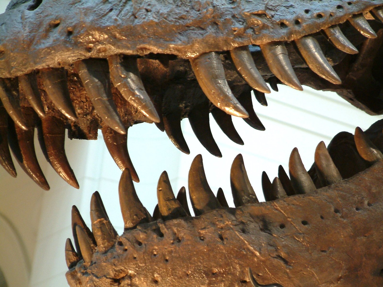 Gros plan sur les dents d'un crâne de Tyrannosaurus rex exposé en musée
