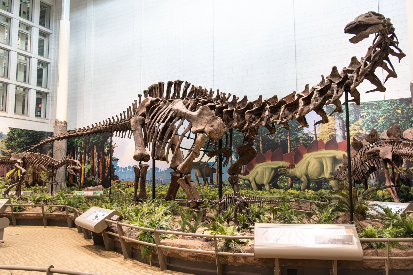 Squelette monté d'Apatosaurus louisae, spécimen CM 3018, exposé au Carnegie Museum of Natural History de Pittsburgh