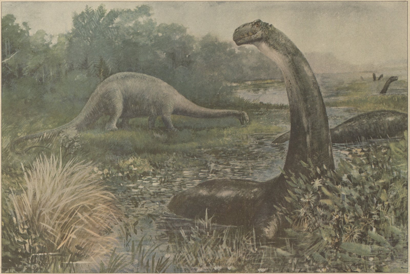 Illustration de 1897 par Charles R. Knight représentant un Brontosaurus immergé dans l'eau, un Diplodocus se tenant sur la berge