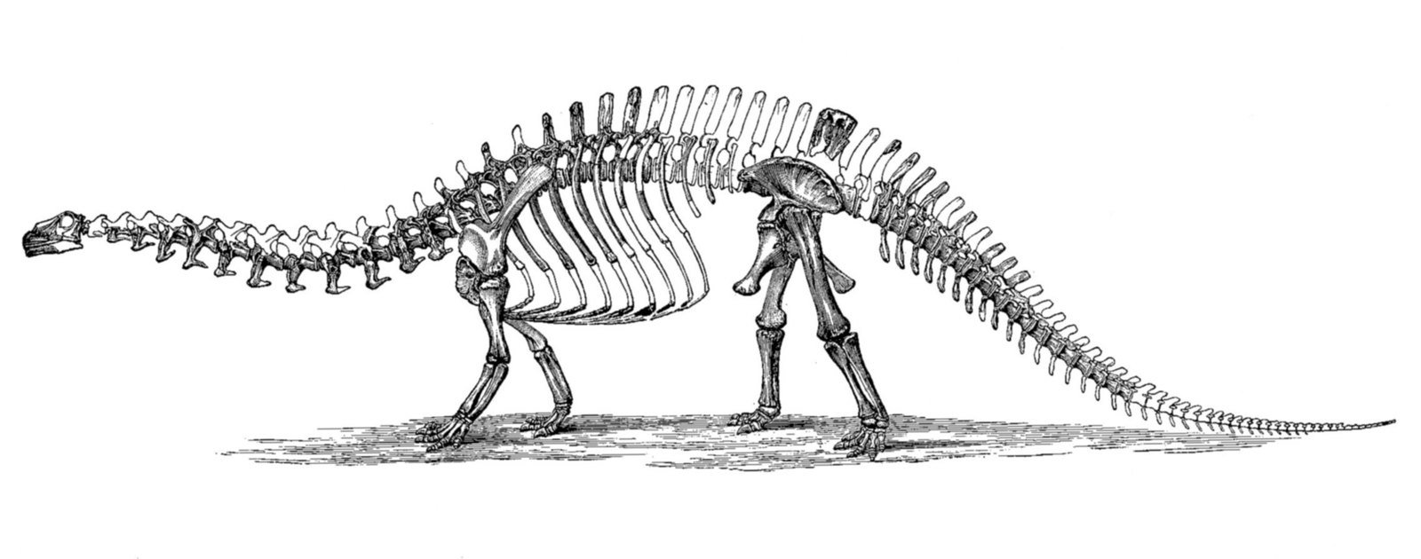 Planche de restauration du squelette de Brontosaurus excelsus publiée par O. C. Marsh en 1896, montrant le sauropode de profil avec un crâne conjectural