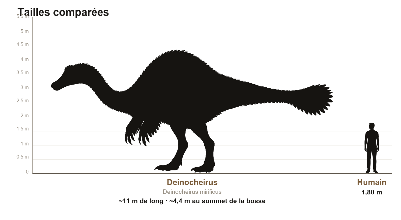 Comparaison de taille entre un Deinocheirus mirificus et un humain adulte de 1,80 m, silhouettes noires à l'échelle