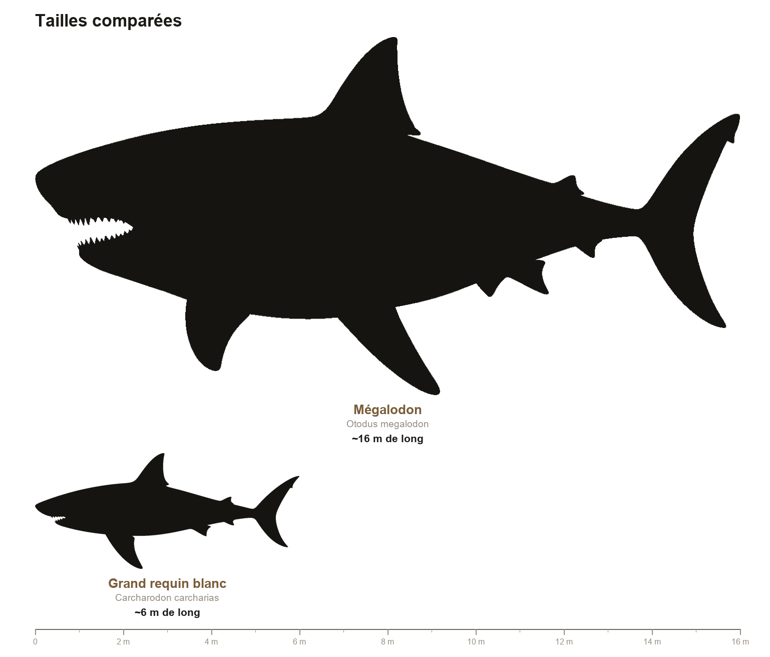 Comparaison de taille en silhouettes noires entre un mégalodon de 16 mètres et un grand requin blanc actuel de 6 mètres, sur une règle graduée en mètres