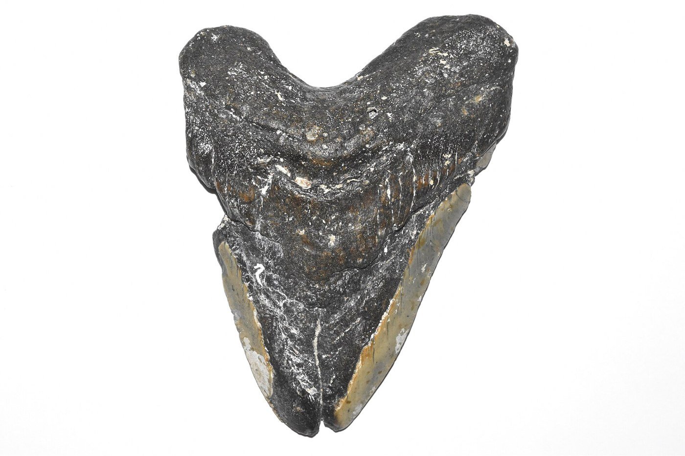 Dent fossile de mégalodon isolée sur fond blanc, triangulaire, à l'émail sombre et à la racine claire
