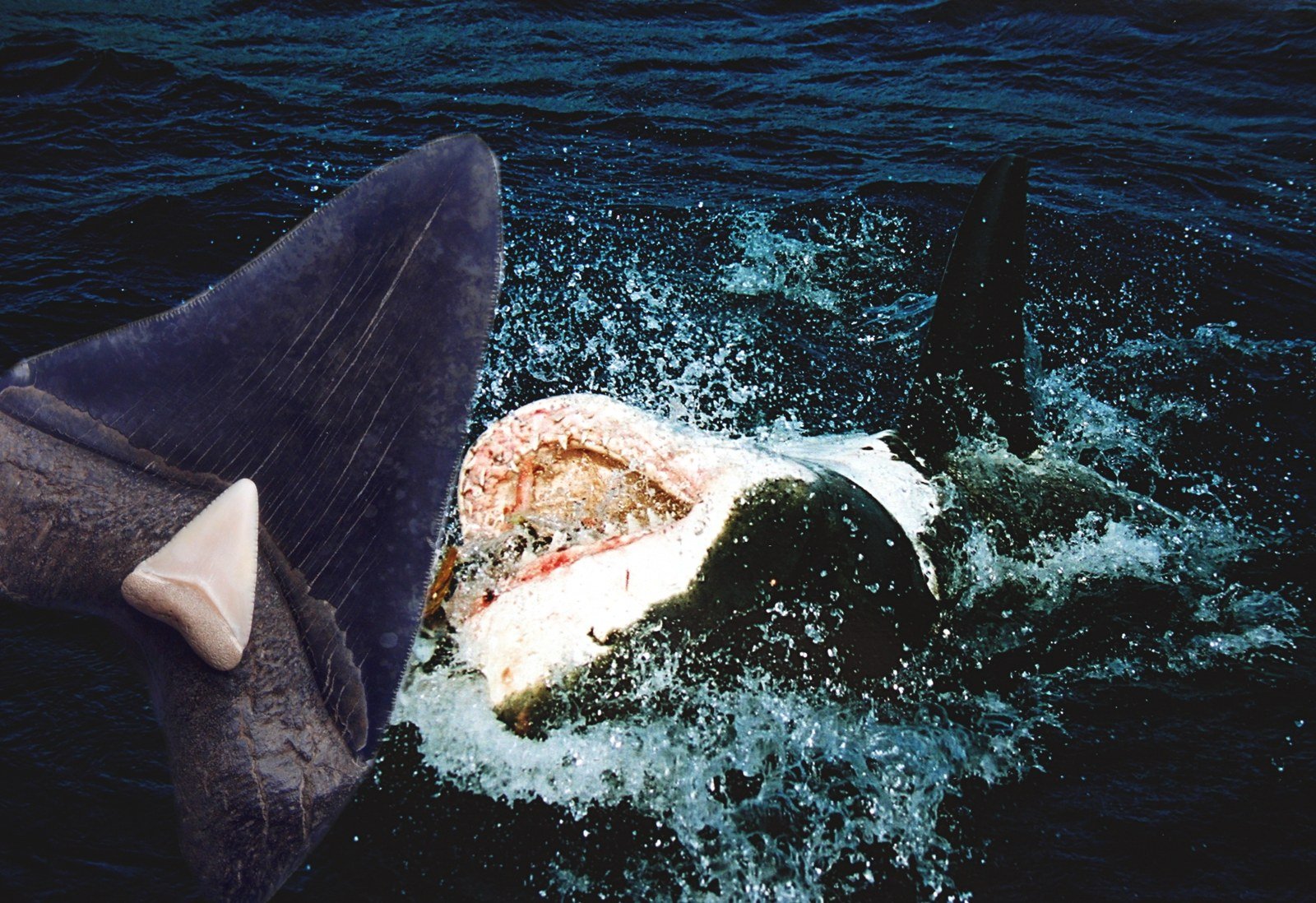 Dent fossile de mégalodon comparée à une dent de grand requin blanc, montage photographique sur fond de mer