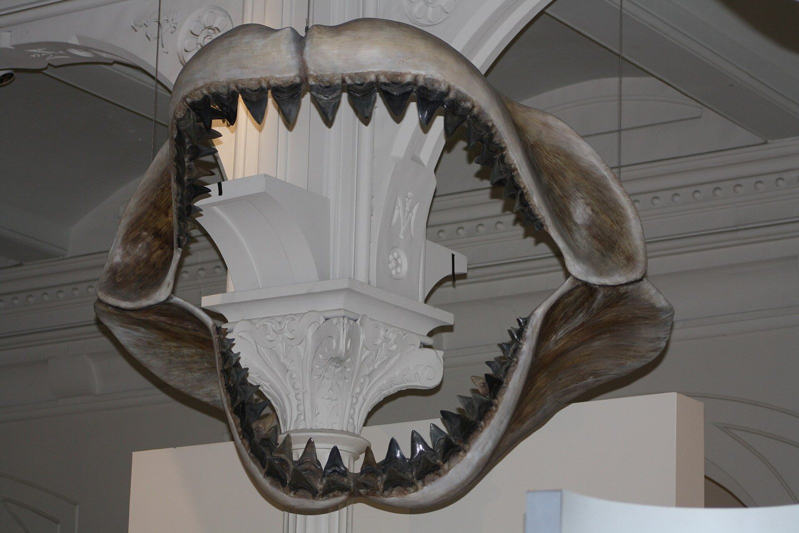 Mâchoire de mégalodon reconstituée et suspendue au plafond d'une salle de l'American Museum of Natural History, gueule béante garnie de dents fossiles