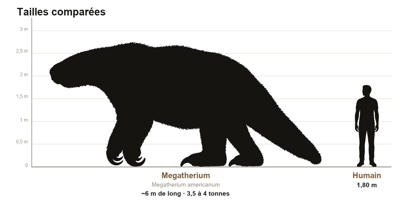 Comparaison de taille en silhouettes noires entre un Megatherium americanum à quatre pattes, long d'environ 6 mètres, et un humain adulte de 1,80 m