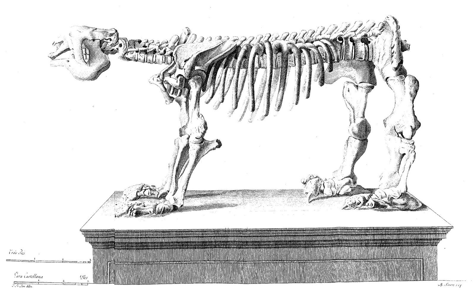 Planche gravée de 1796 montrant le squelette complet du Megatherium monté à Madrid par Juan Bautista Bru, vu de profil sur son socle