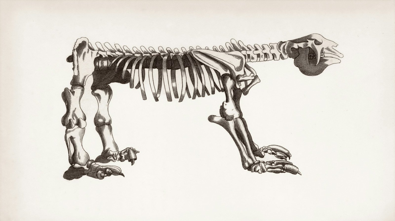 Gravure de 1809 montrant le squelette complet du Megatherium americanum de profil, avec le détail des pieds et de leurs griffes