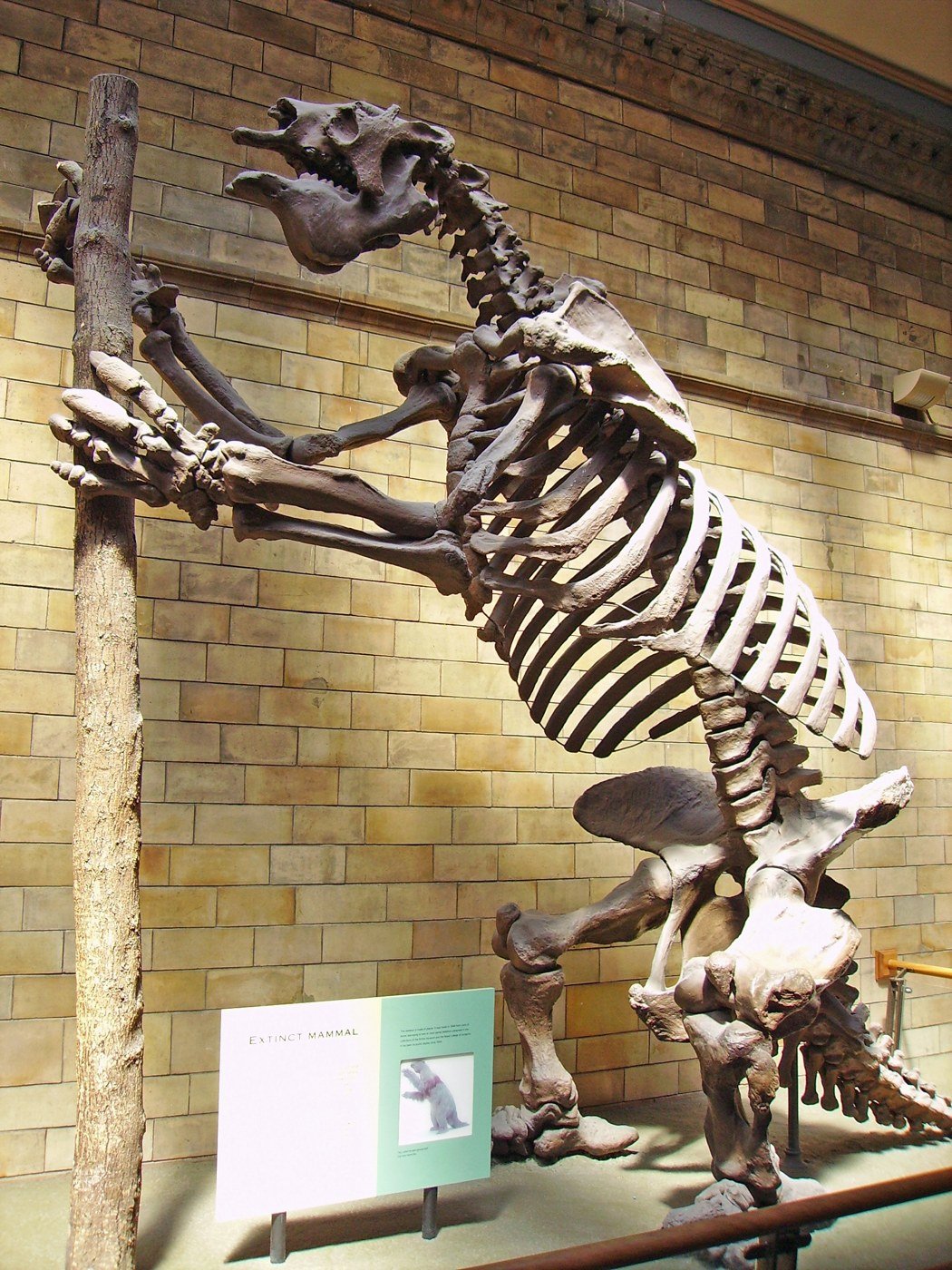 Squelette monté de Megatherium americanum au Natural History Museum de Londres, dressé sur ses pattes arrière contre un tronc d'arbre
