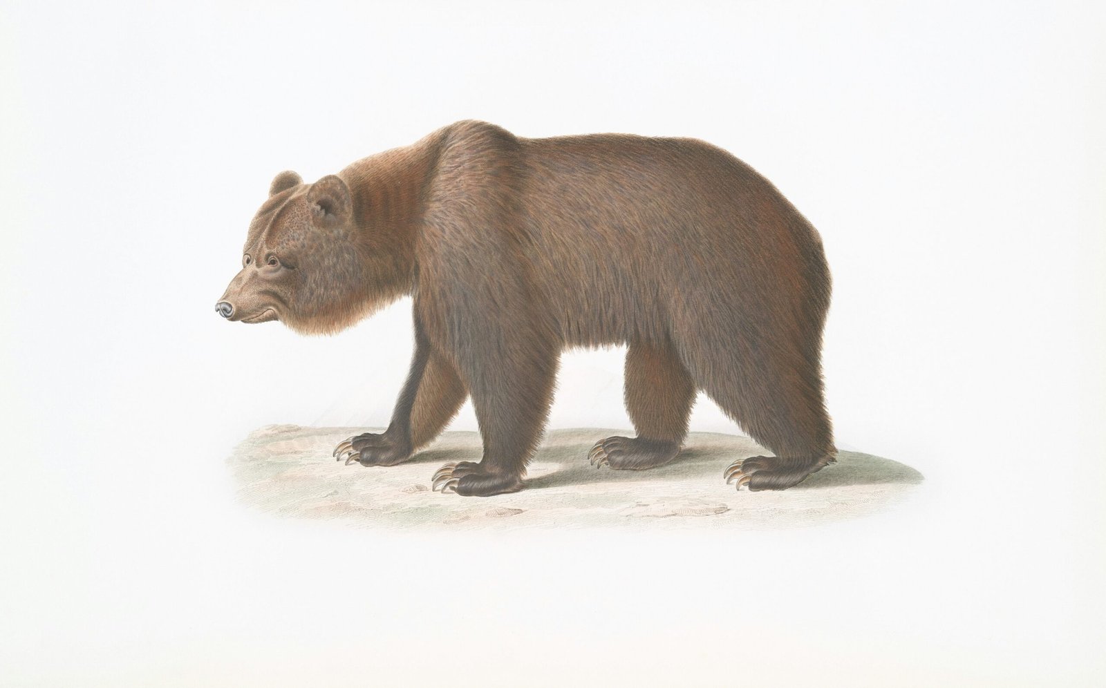 Illustration naturaliste ancienne d'un ours brun (Ursus arctos) de profil, gravure colorée du XIXe siècle
