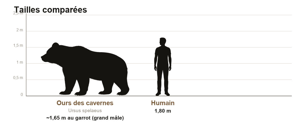 Comparaison de taille entre un ours des cavernes sur ses quatre pattes et un humain adulte de 1,80 m, silhouettes noires à l'échelle