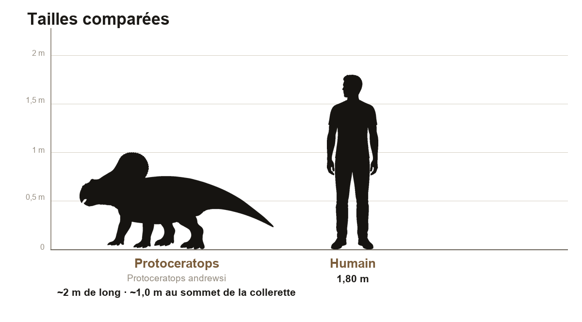Comparaison de taille en silhouettes noires entre un Protoceratops andrewsi et un humain adulte de 1,80 m