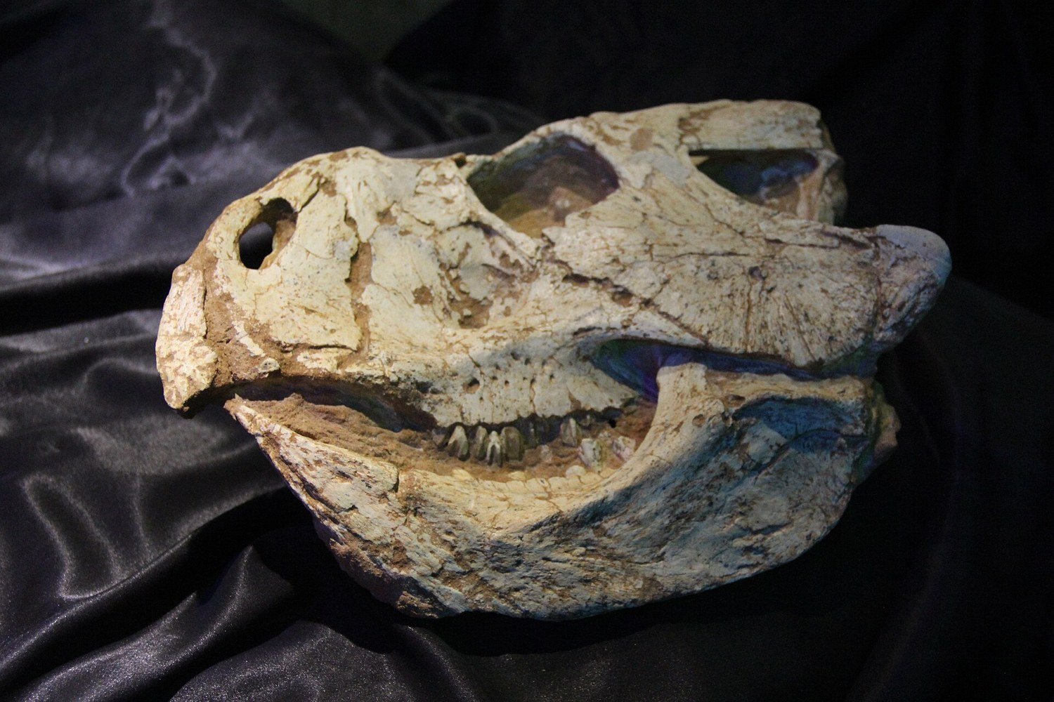 Crâne fossile de Protoceratops de profil, montrant le bec de perroquet, la bosse nasale et la grande collerette osseuse ajourée