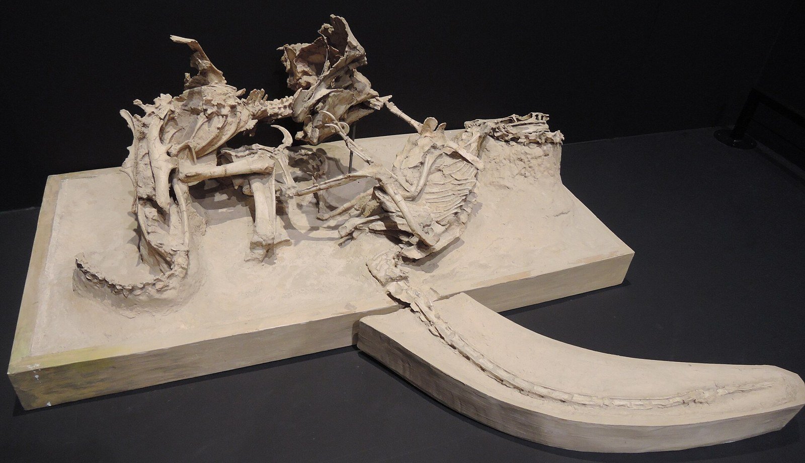 Le fossile des Dinosaures qui se battent exposé en musée : les squelettes d'un Vélociraptor et d'un Protoceratops enchevêtrés dans un bloc de grès