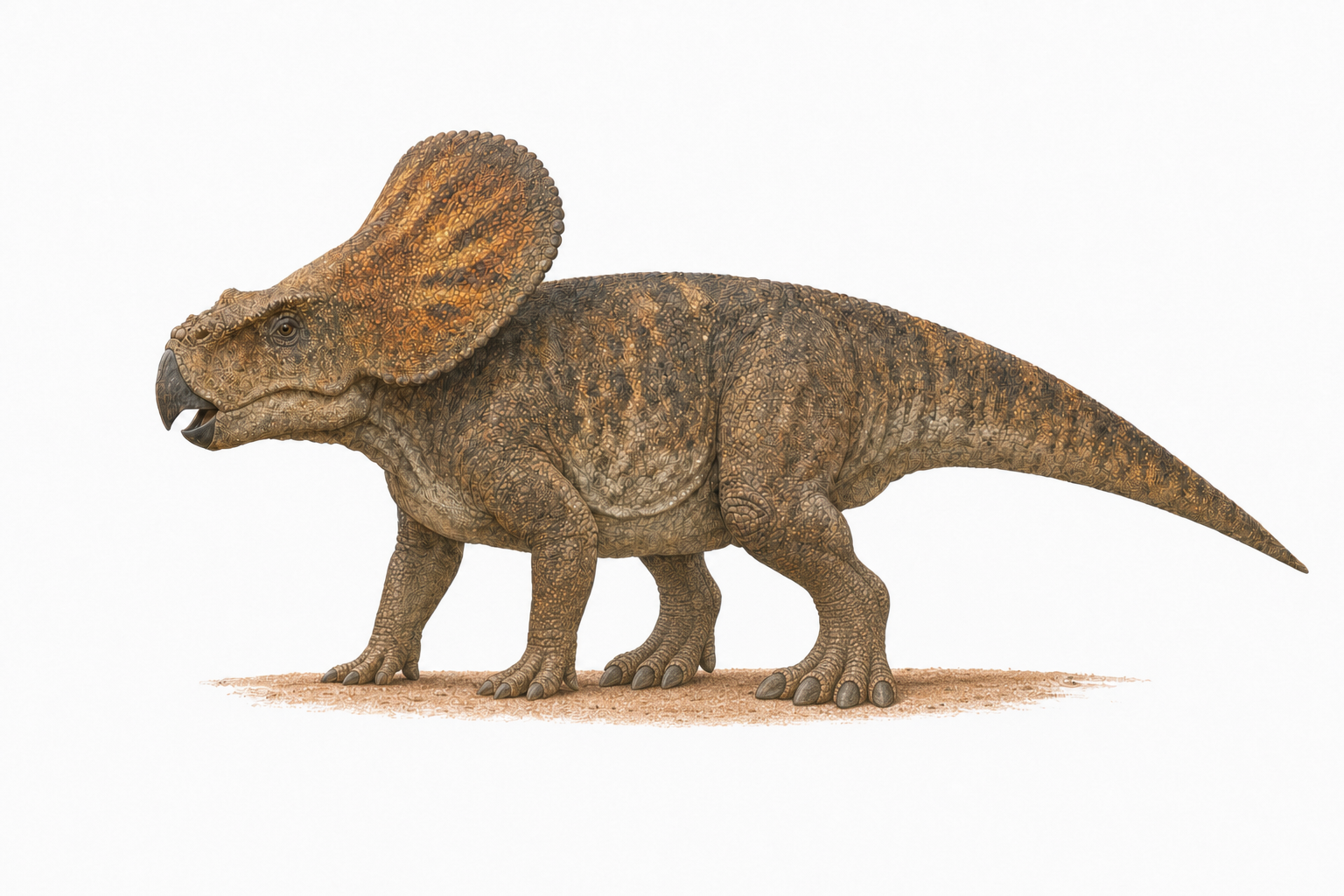 Reconstitution d'un Protoceratops andrewsi de profil, petit dinosaure quadrupède à bec de perroquet et large collerette osseuse, dans un paysage désertique du Crétacé mongol