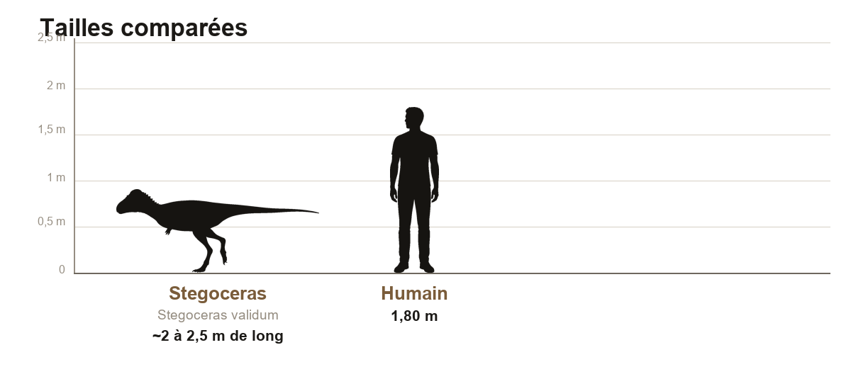 Comparaison de taille entre un Stegoceras et un humain adulte de 1,80 m, silhouettes noires à l'échelle, le dinosaure bipède nettement plus petit que l'homme