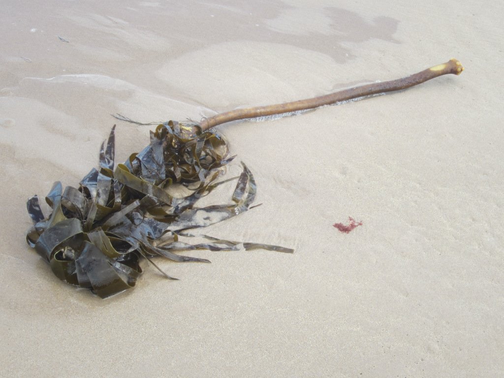 Paquet d'algues brunes de type laminaire, à long pied, échoué sur le sable mouillé d'une plage