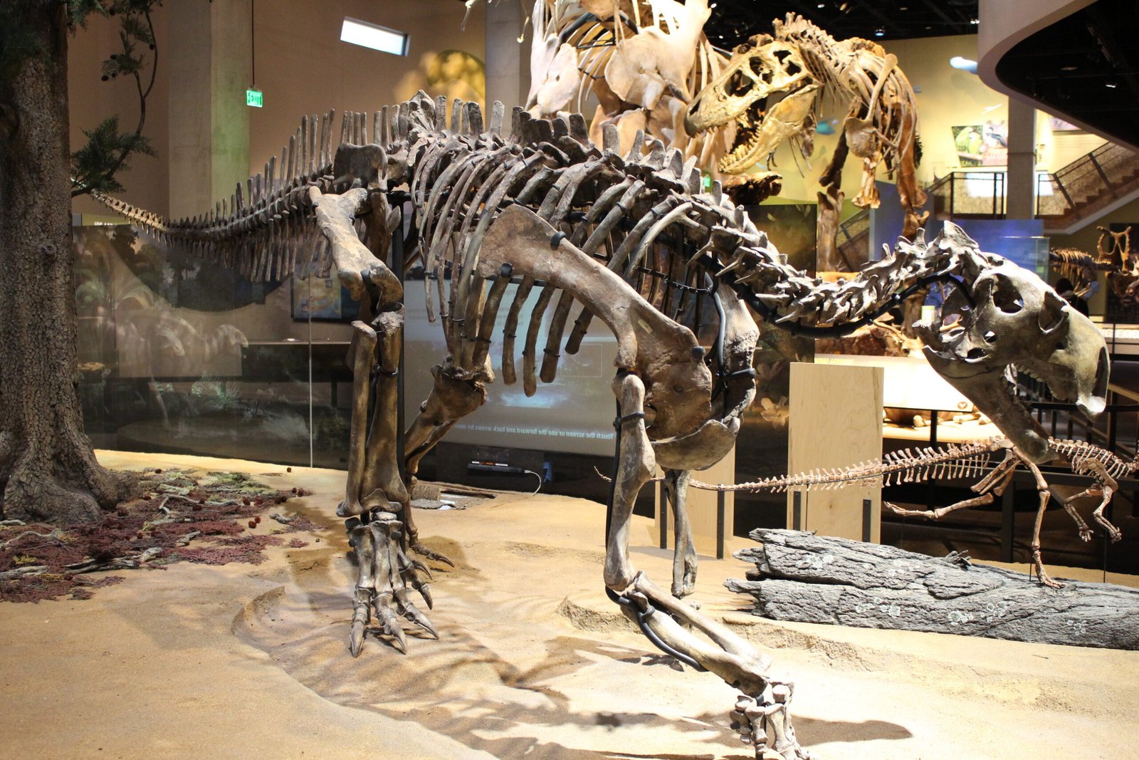 Squelette monté d'un Tenontosaurus, grand dinosaure herbivore à longue queue, attaqué par des squelettes de Deinonychus, dans une salle de musée