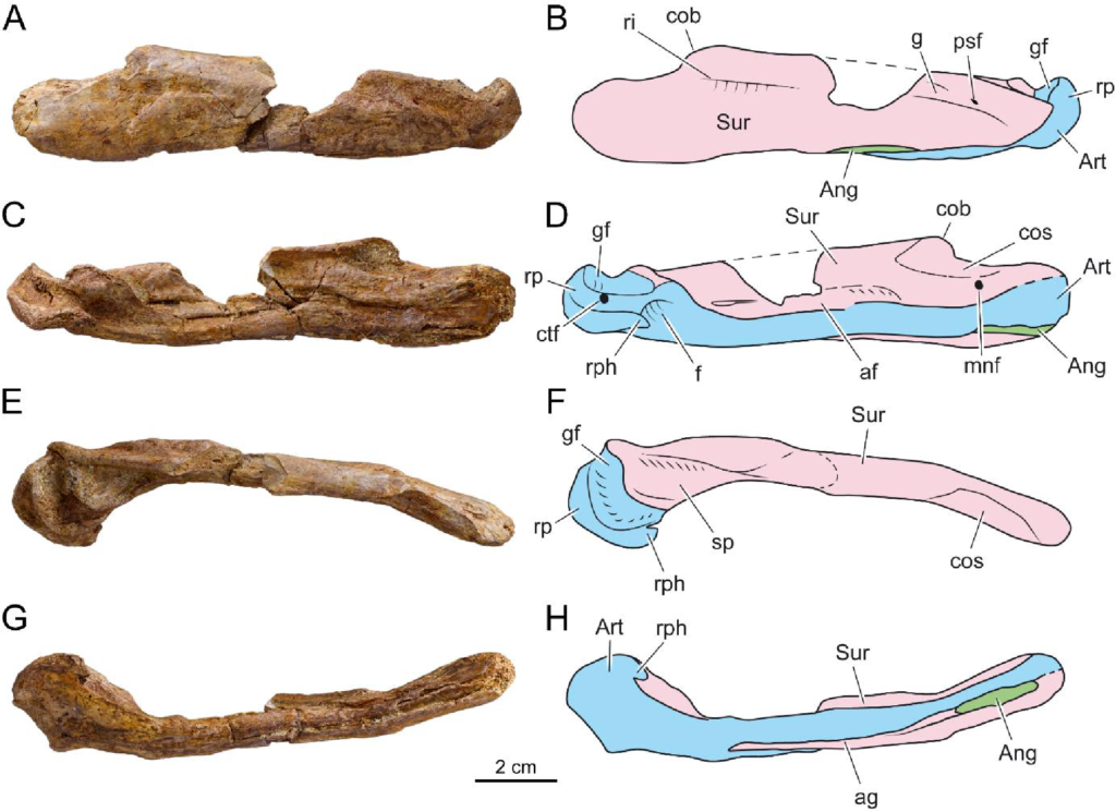 Planche scientifique montrant l'arrière d'une mâchoire inférieure fossile de Garamaudo, brun-ocre, sous quatre angles, avec à côté des dessins colorés qui identifient chaque os