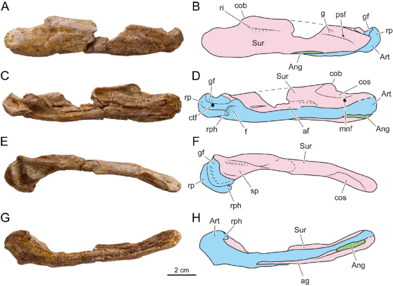 Planche scientifique montrant l'arrière d'une mâchoire inférieure fossile de Garamaudo, brun-ocre, sous quatre angles, avec à côté des dessins colorés qui identifient chaque os
