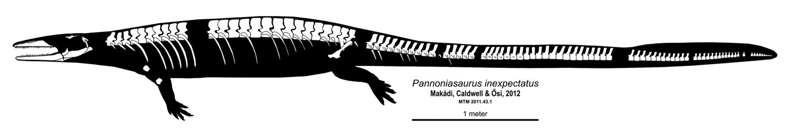 Dessin du squelette de Pannoniasaurus, mosasaure allongé à quatre pattes de lézard, avec les os retrouvés en blanc et les parties manquantes en gris
