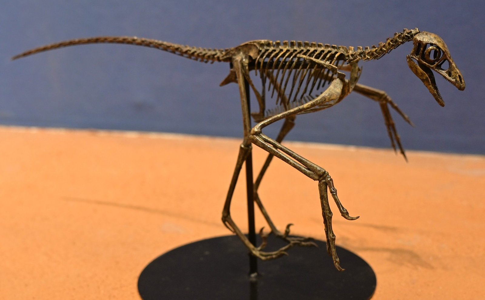 Squelette monté d'un Microraptor, petit dinosaure aux longues pattes et à la longue queue, présenté sur un socle noir dans un musée