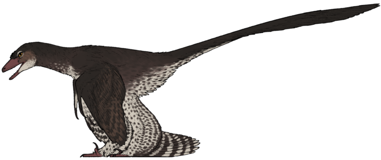 Reconstitution de profil de Norellraptor, petit dinosaure à plumes brun foncé au ventre moucheté, à la longue queue emplumée et aux pattes emplumées, sur fond blanc