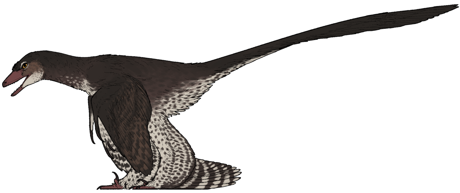 Reconstitution de profil de Norellraptor, petit dinosaure à plumes brun foncé au ventre moucheté, à la longue queue emplumée, aux bras couverts de grandes plumes et aux pattes également emplumées, sur fond blanc